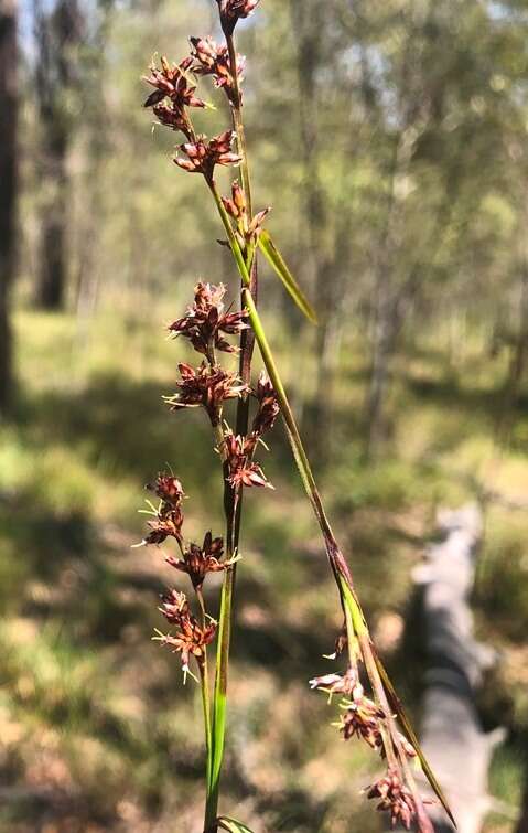 Scleria sphacelata F. Muell.的圖片