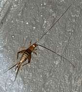 Image of Forest Scaly Cricket