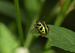 Sivun Calligrapha (Calligrapha) fulvipes Stål 1859 kuva