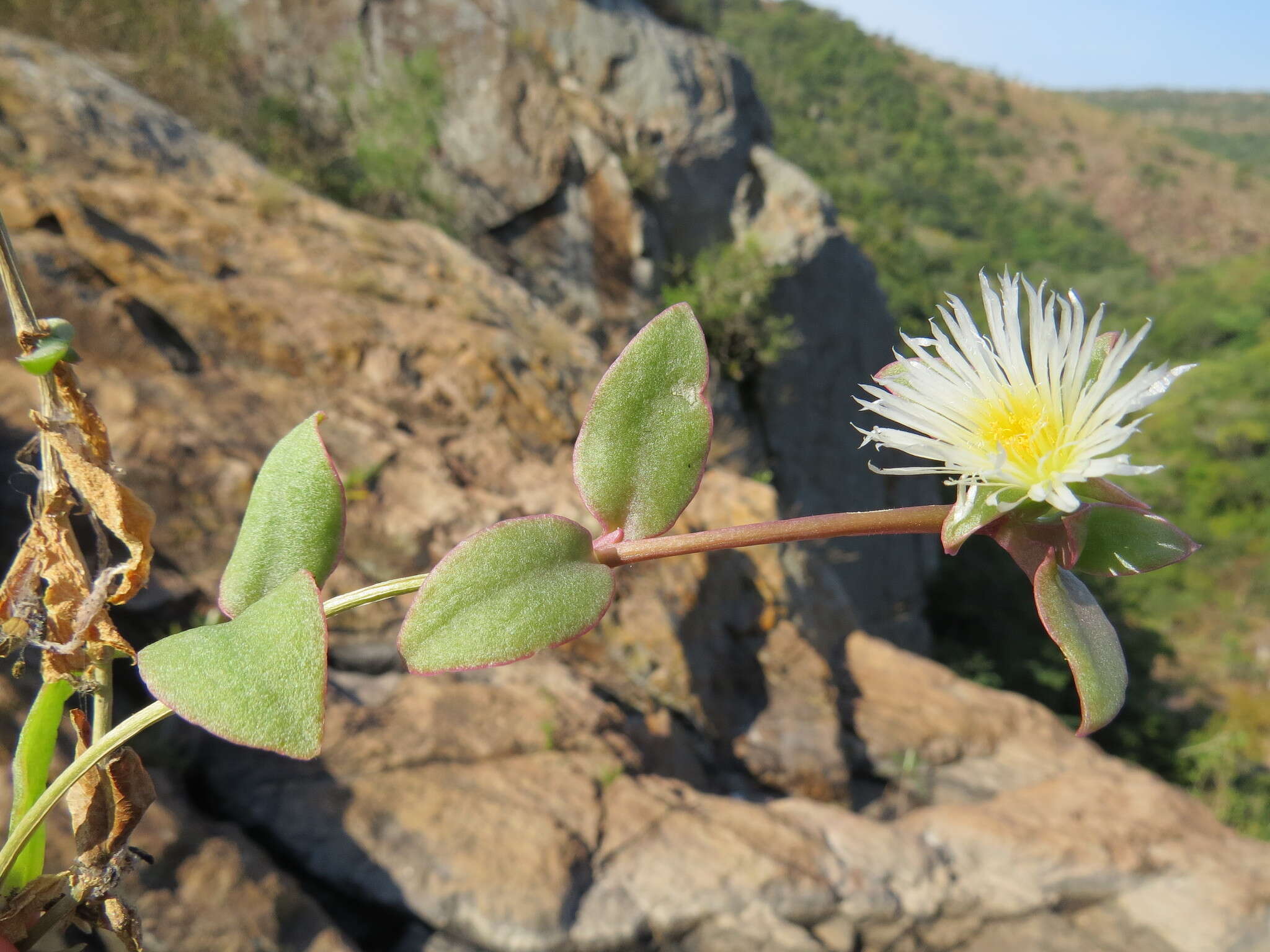 Image of Delosperma lebomboense (L. Bol.) Lavis