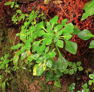 Image de Aichryson pachycaulon subsp. immaculatum (Webb & Christ) D. Bramwell