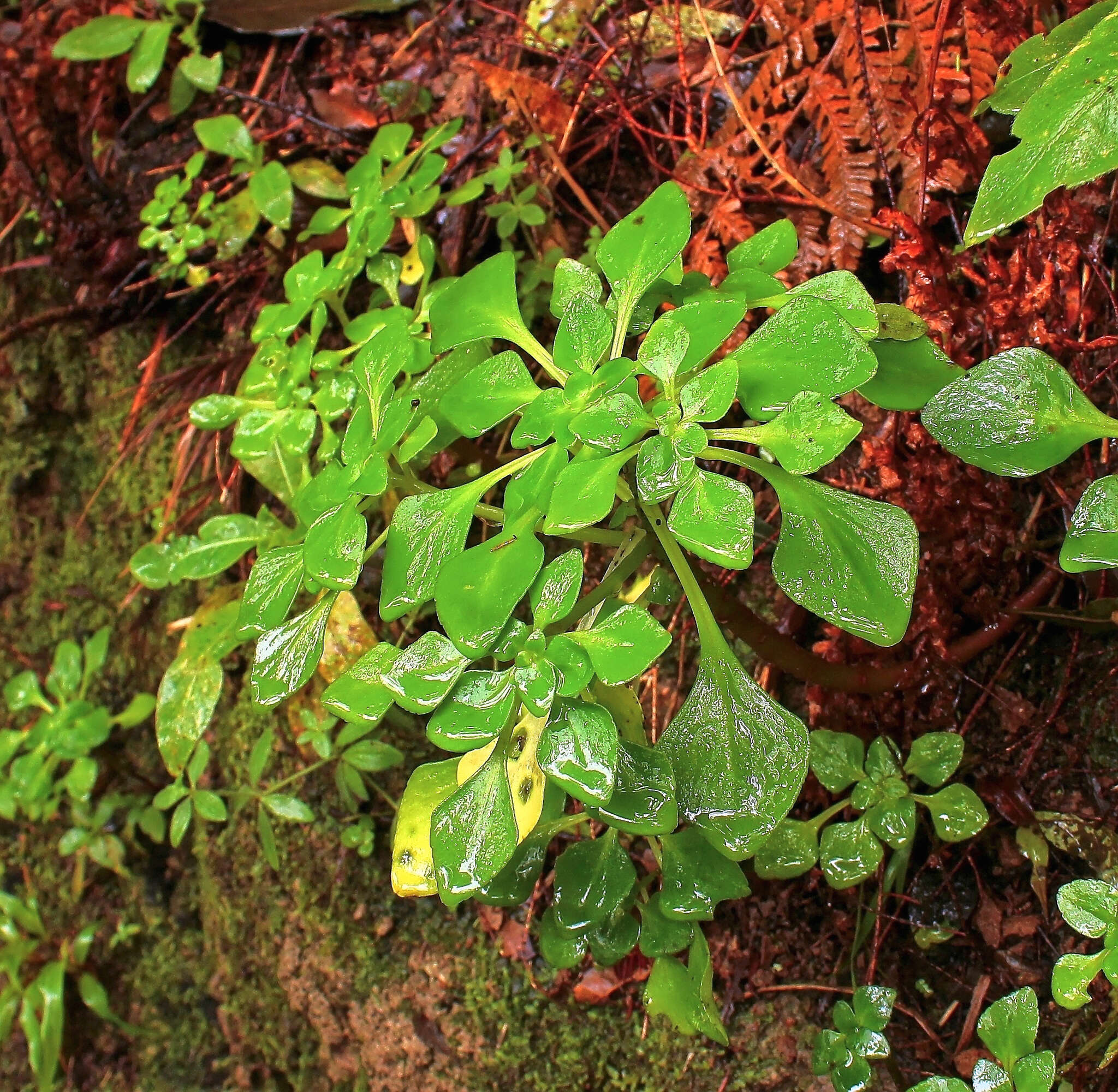 Plancia ëd Aichryson pachycaulon subsp. immaculatum (Webb & Christ) D. Bramwell