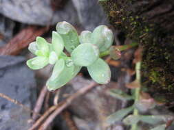 Image of ledge stonecrop