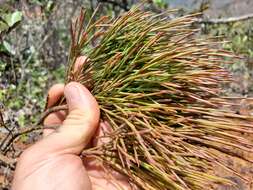 Image of Exocarpos pseudocasuarina Guillaumin