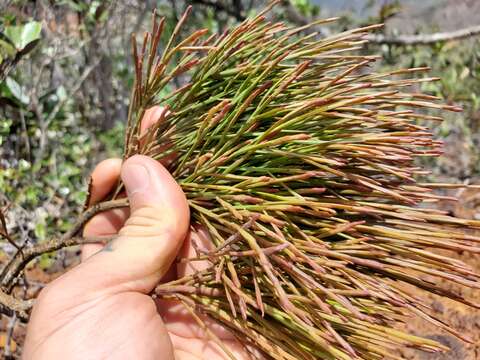 Imagem de Exocarpos pseudocasuarina Guillaumin