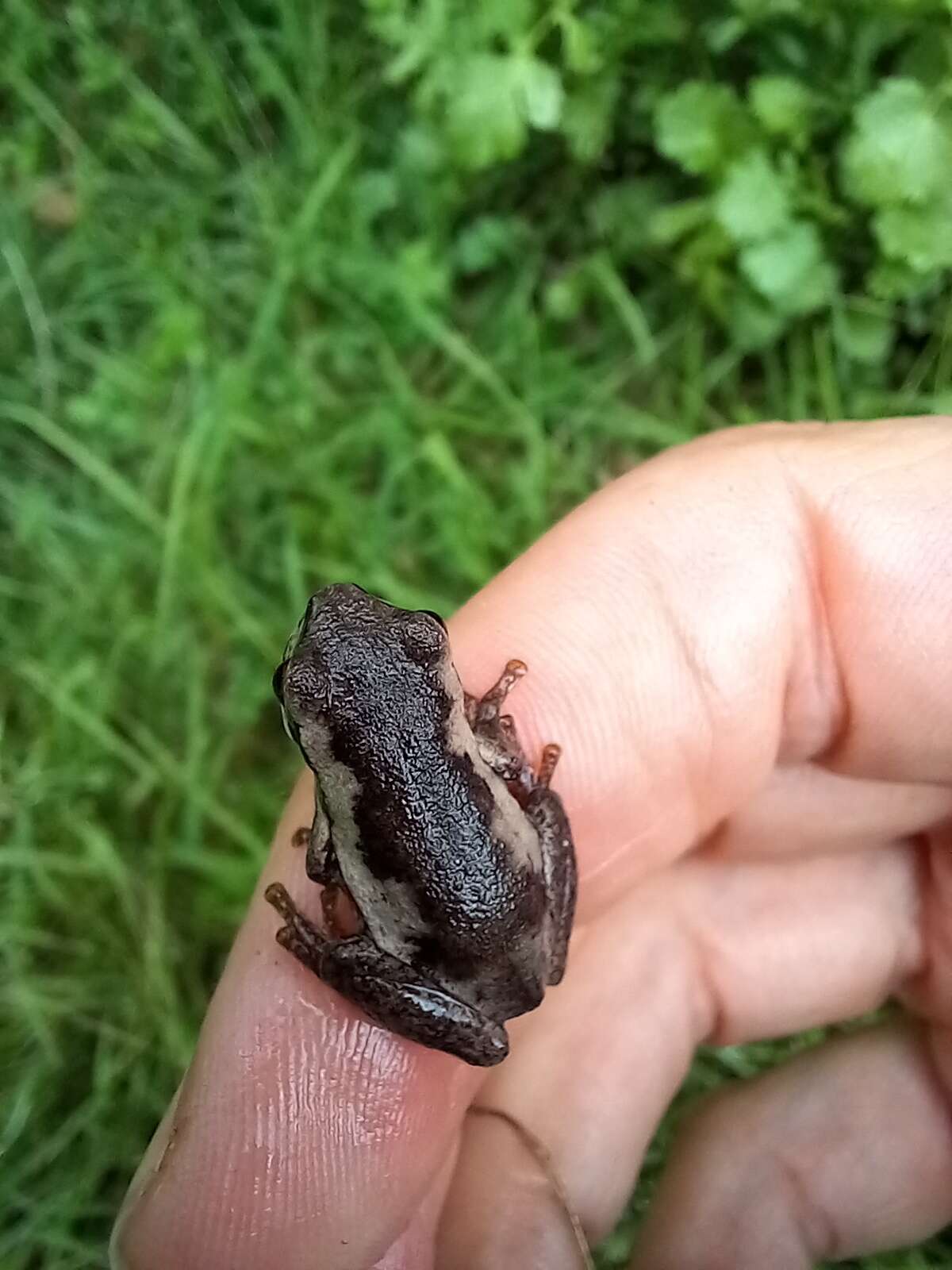 Image of Litoria quiritatus