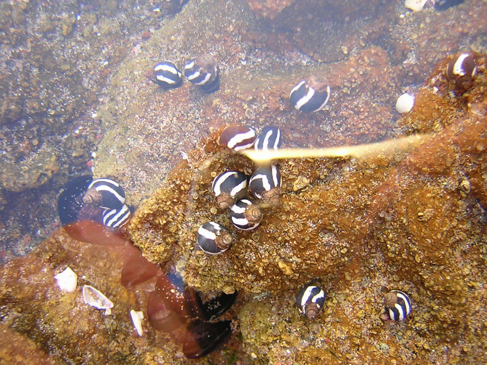 Image of Echinolittorina peruviana (Lamarck 1822)