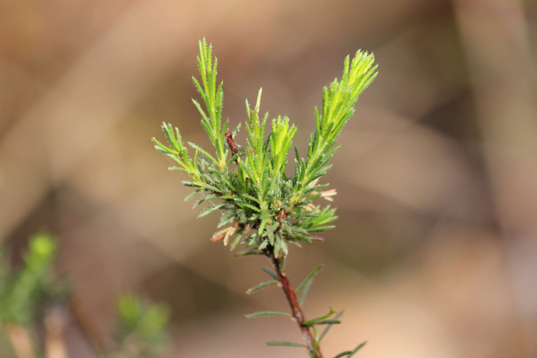 Image of Calytrix tetragona Labill.