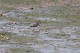 Image of Arenaria interpres interpres (Linnaeus 1758)