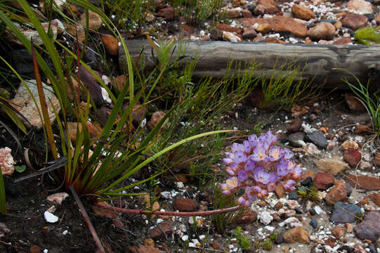 Image of Dilatris pillansii W. F. Barker