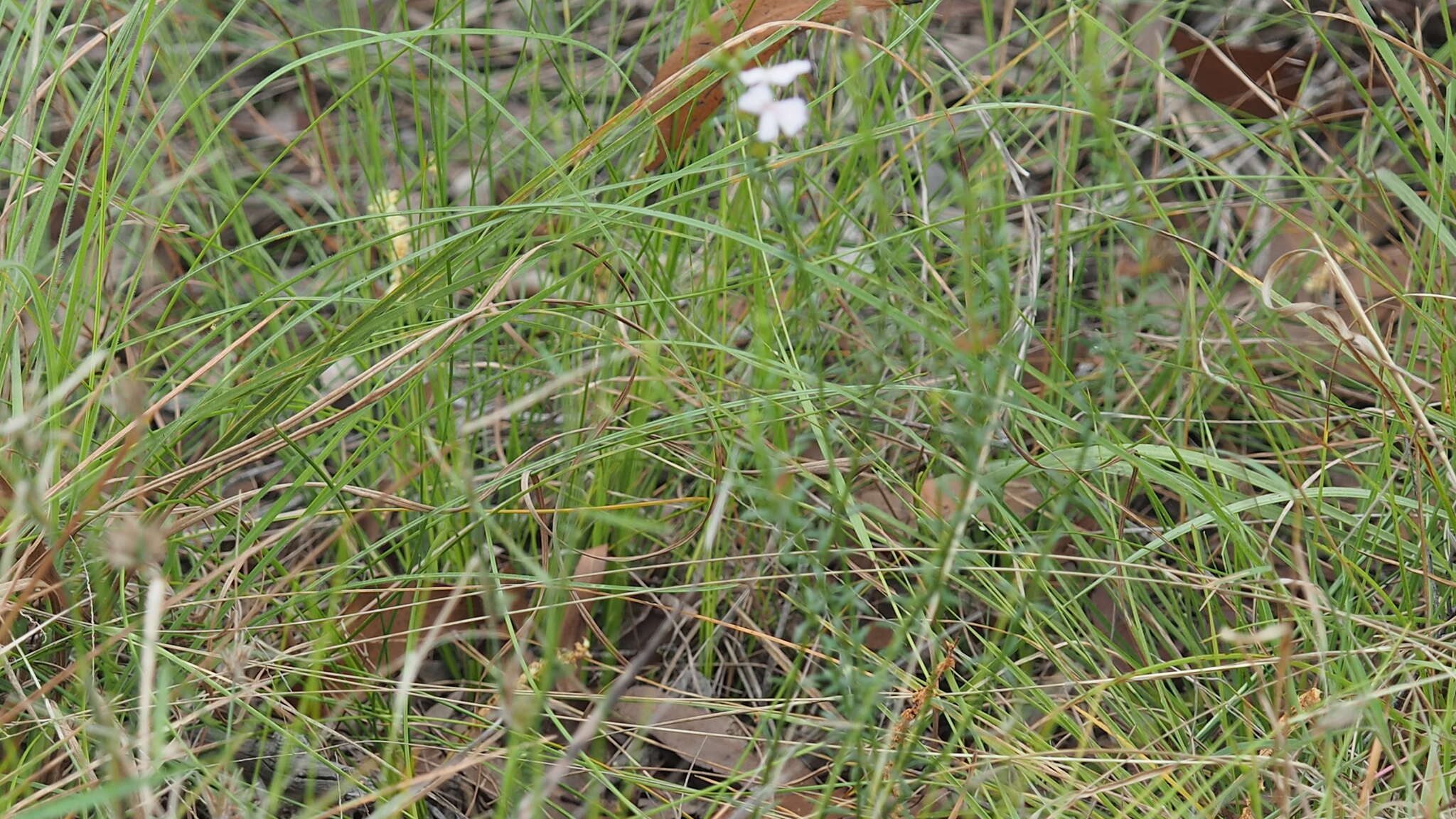 Image de Westringia tenuicaulis C. T. White & W. D. Francis