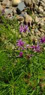 صورة Vernonia lettermannii Engelm. ex A. Gray