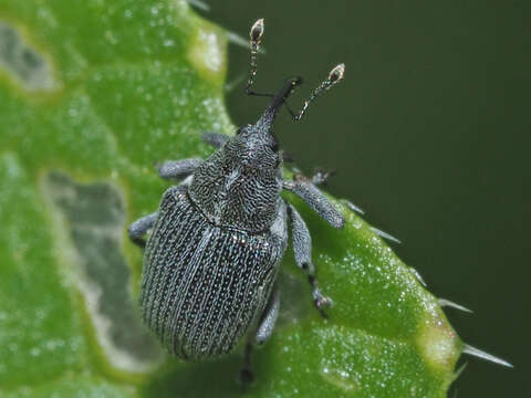 Image of Cabbage Seedpod Weevil