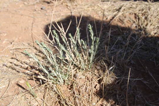 Image of Achillea fragrantissima (Forsk.) Sch. Bip.