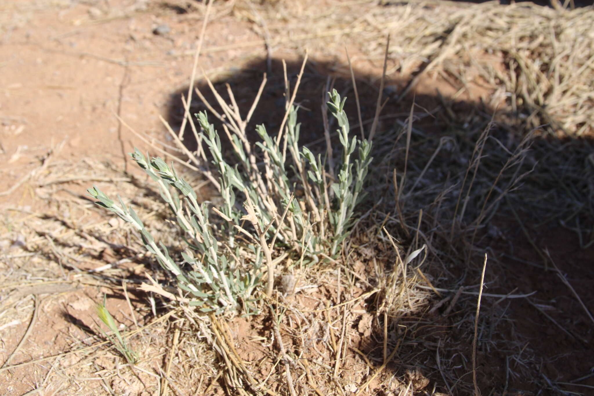 Sivun Achillea fragrantissima (Forsk.) Sch. Bip. kuva