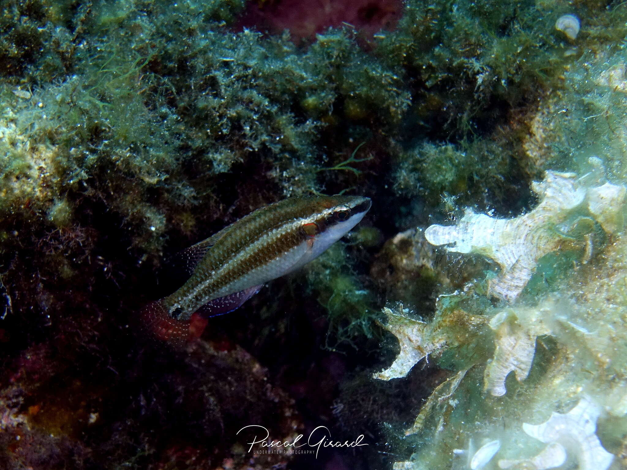 Image of Ocellated Wrasse