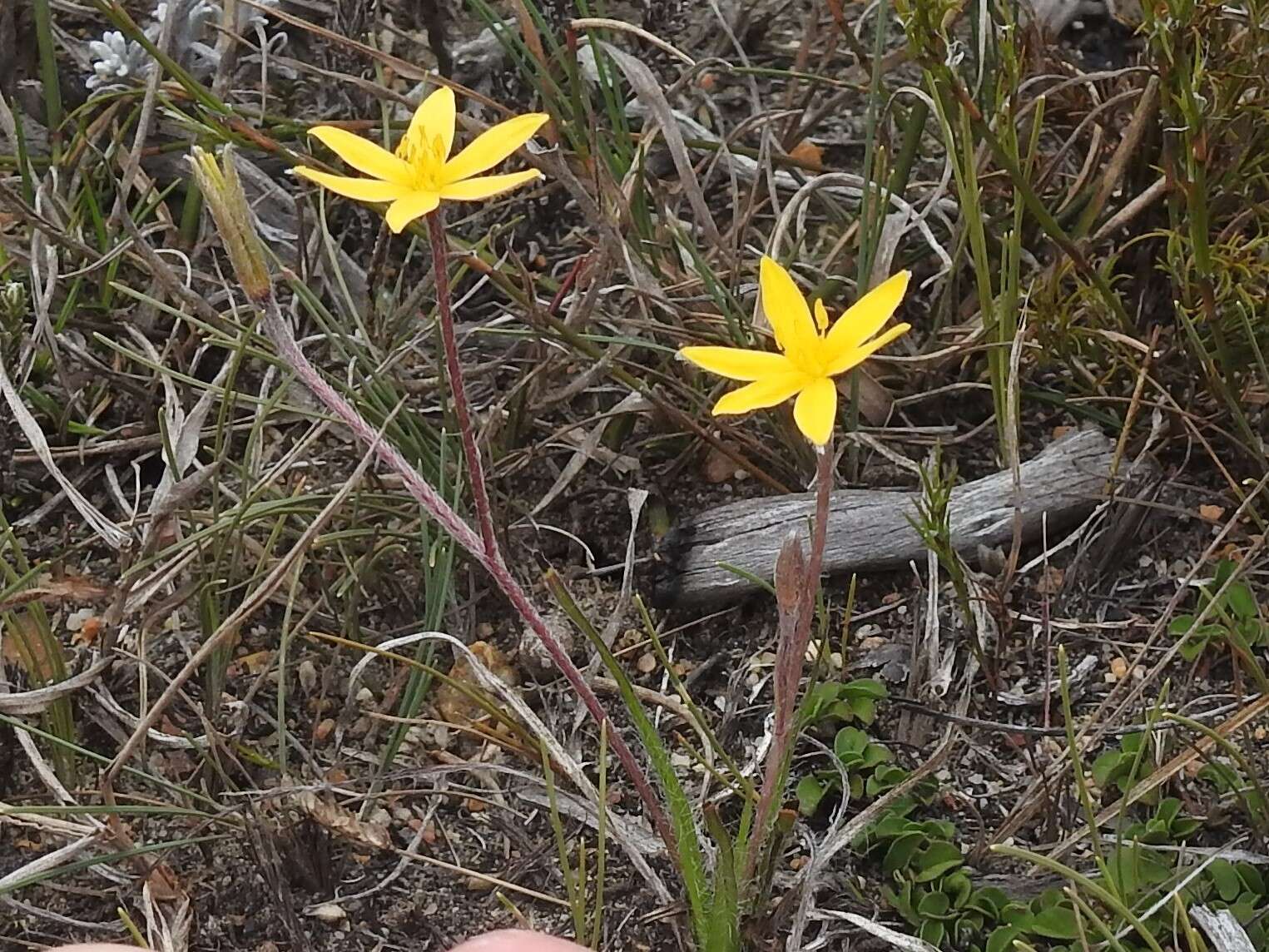 Image of Hypoxis floccosa Baker