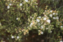 Image of Drosanthemum praecultum (N. E. Br.) Schwant.