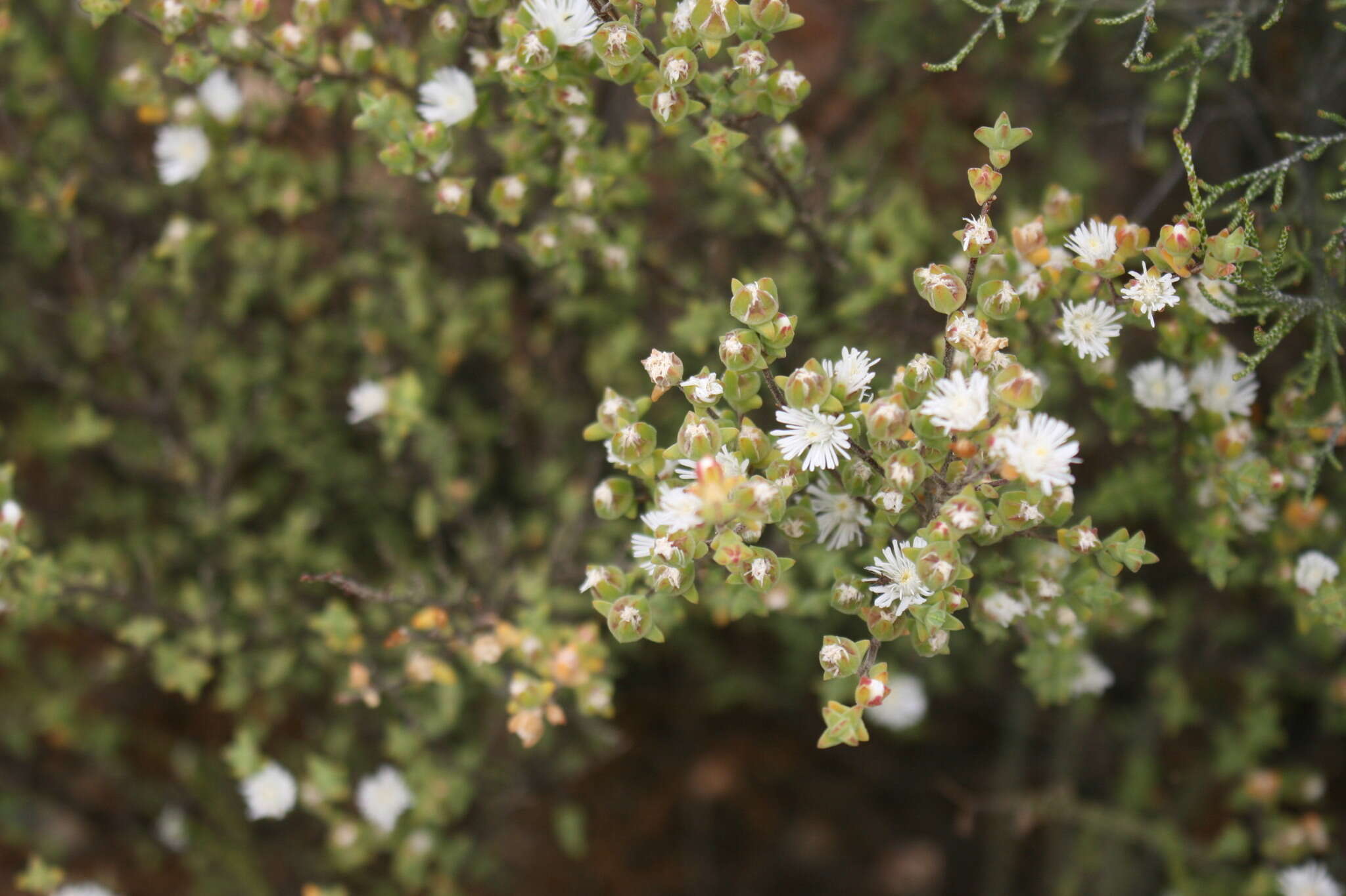 Imagem de Drosanthemum praecultum (N. E. Br.) Schwant.