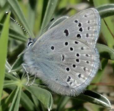 Image of Mission blue butterfly