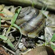 Image of Euryladra mattea (Iredale 1933)