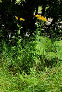 Image of Pyrenean Hawksbeard