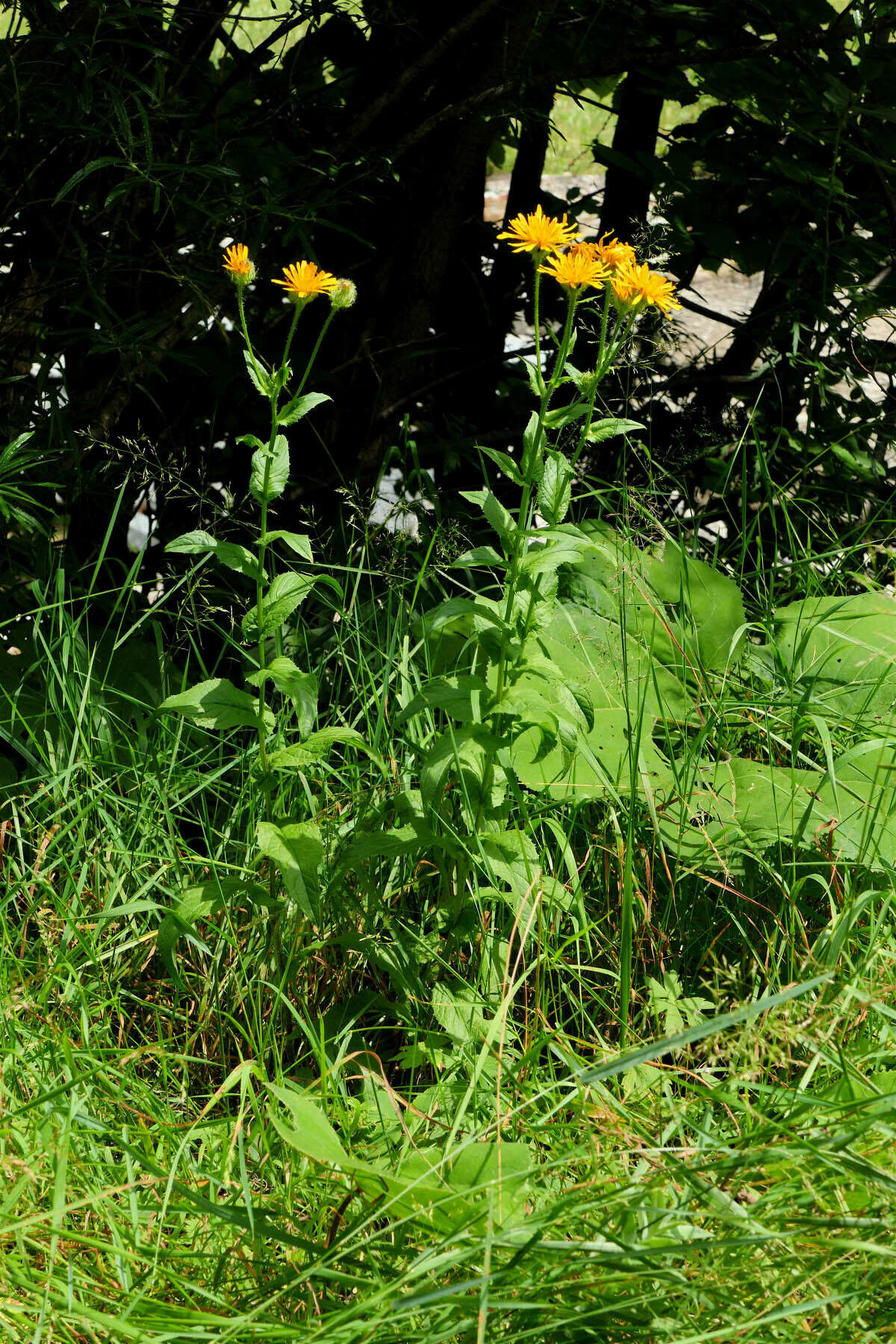 Image of Pyrenean Hawksbeard