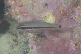 Image of Bridled cardinalfish