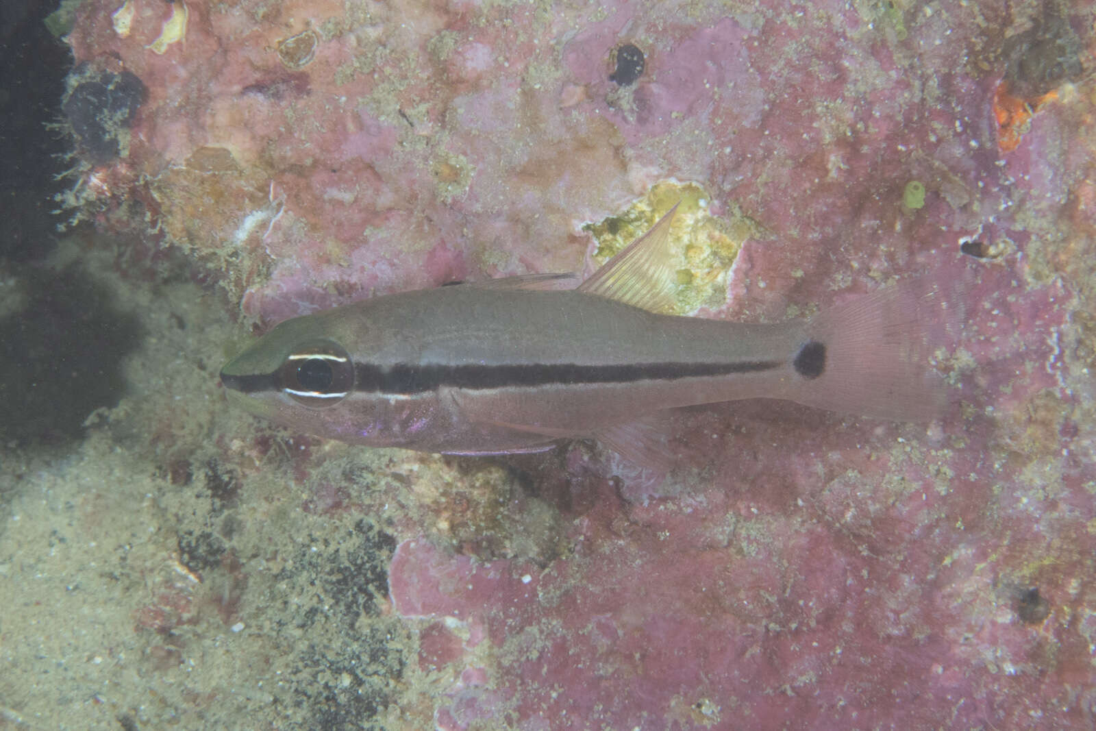 Image of Bridled cardinalfish