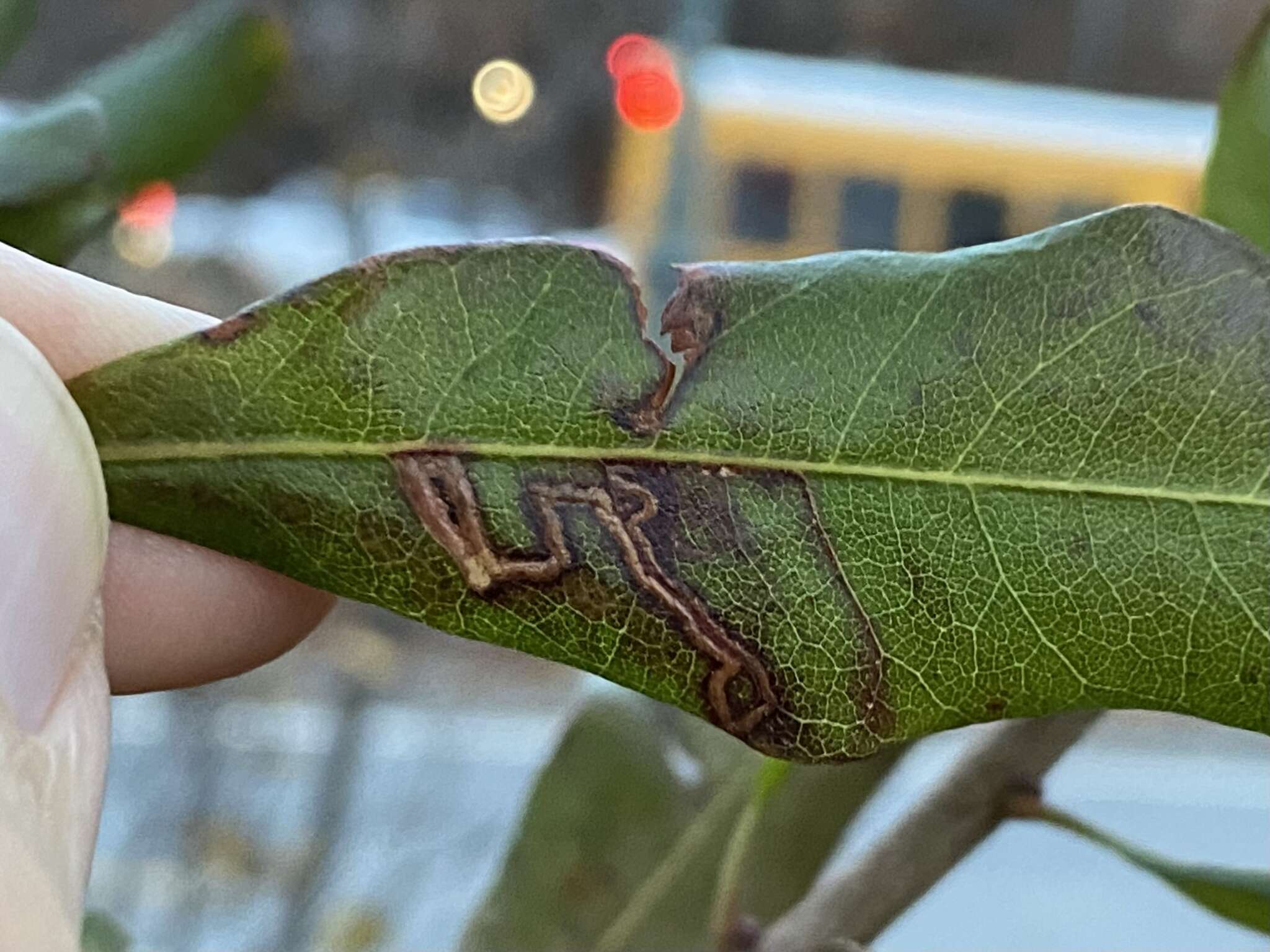 Imagem de Stigmella betulicola (Stainton 1856) Beirne 1945