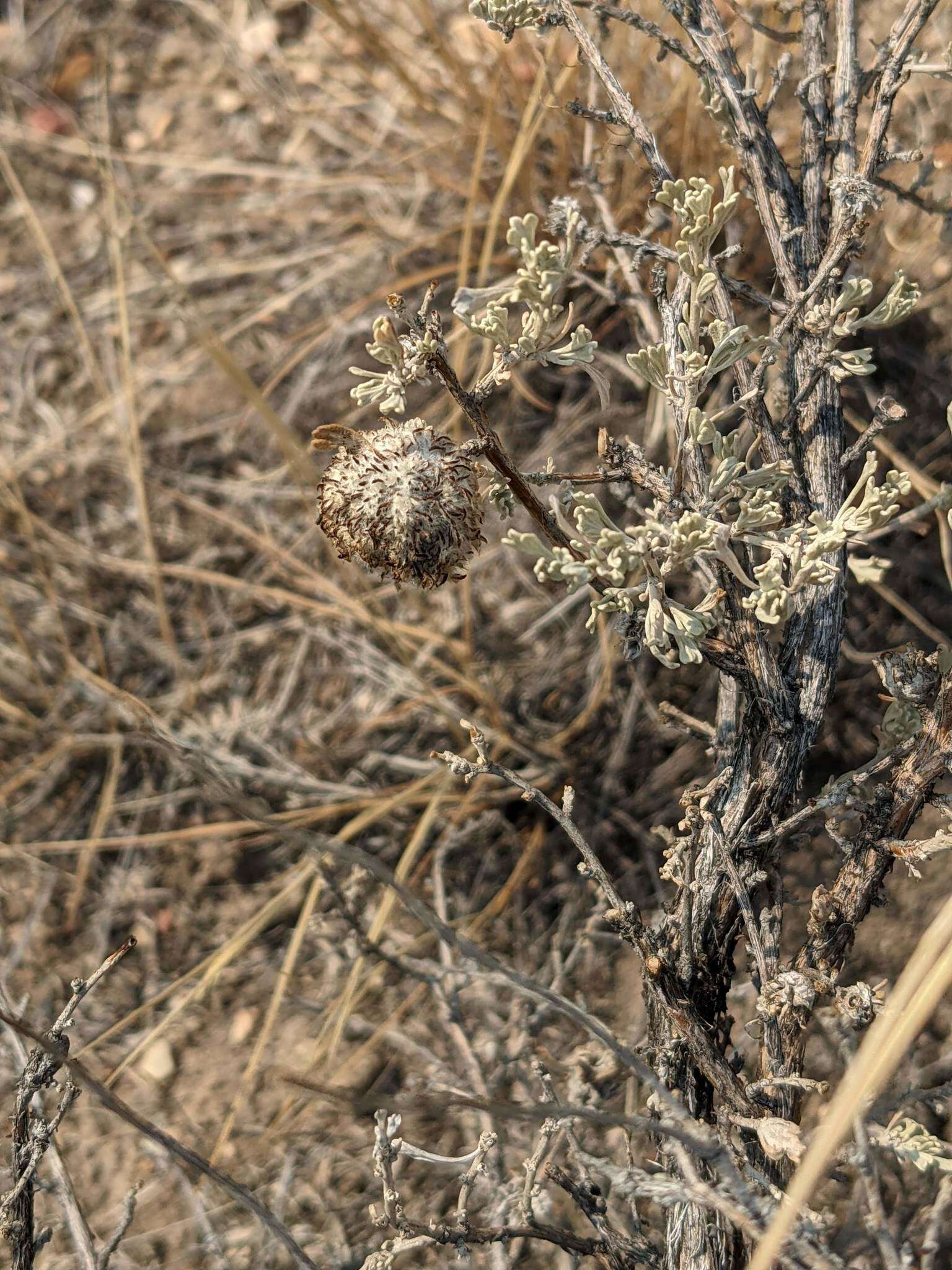 Image of Rhopalomyia medusirrasa Gagne 1983