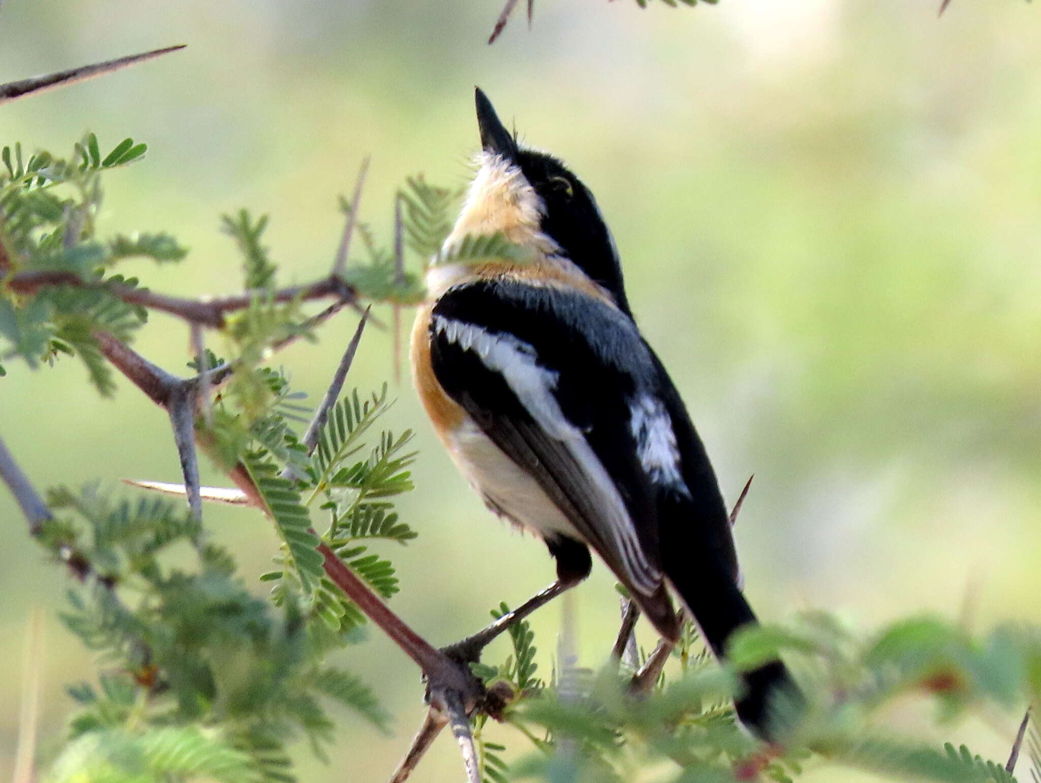 Image of Batis pririt affinis (Wahlberg 1855)