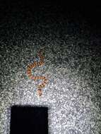 Image of Cape coral snake