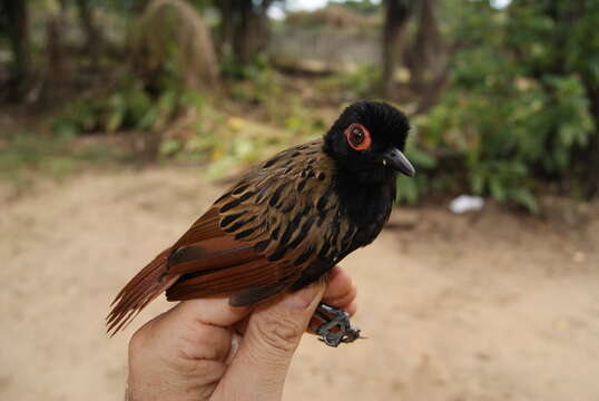 Imagem de Phlegopsis nigromaculata (d'Orbigny & Lafresnaye 1837)