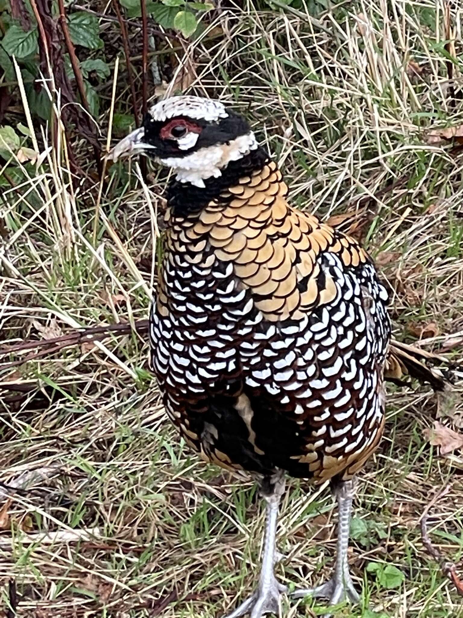 Image of Reeves's Pheasant