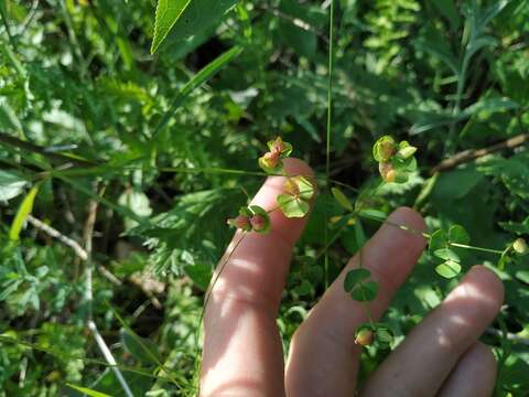 Слика од Euphorbia microcarpa (Prokh.) Krylov