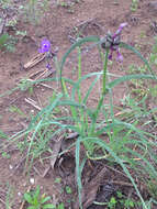 Слика од Tradescantia ohiensis Raf.