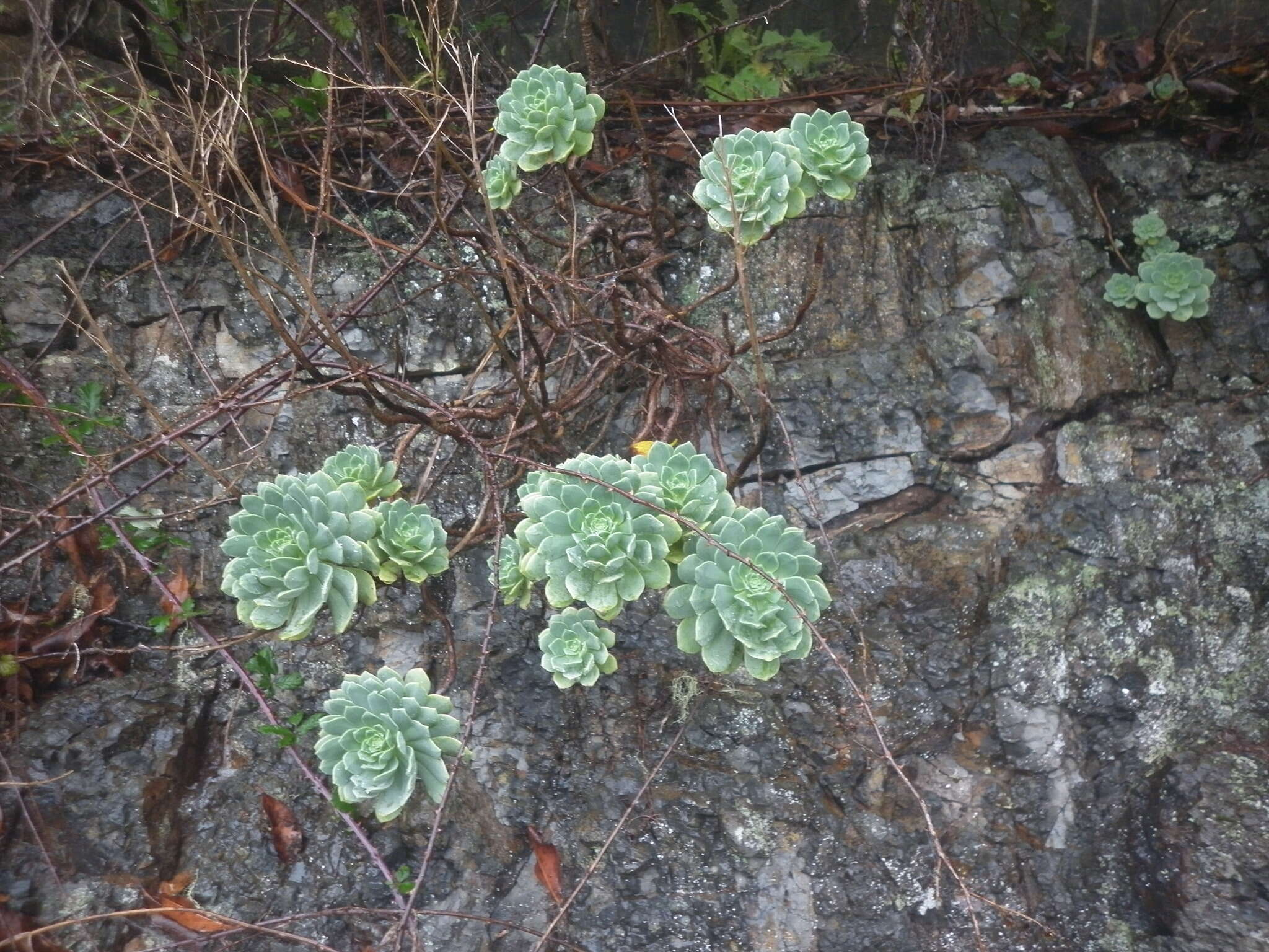 Image of Aeonium castello-paivae C. Bolle