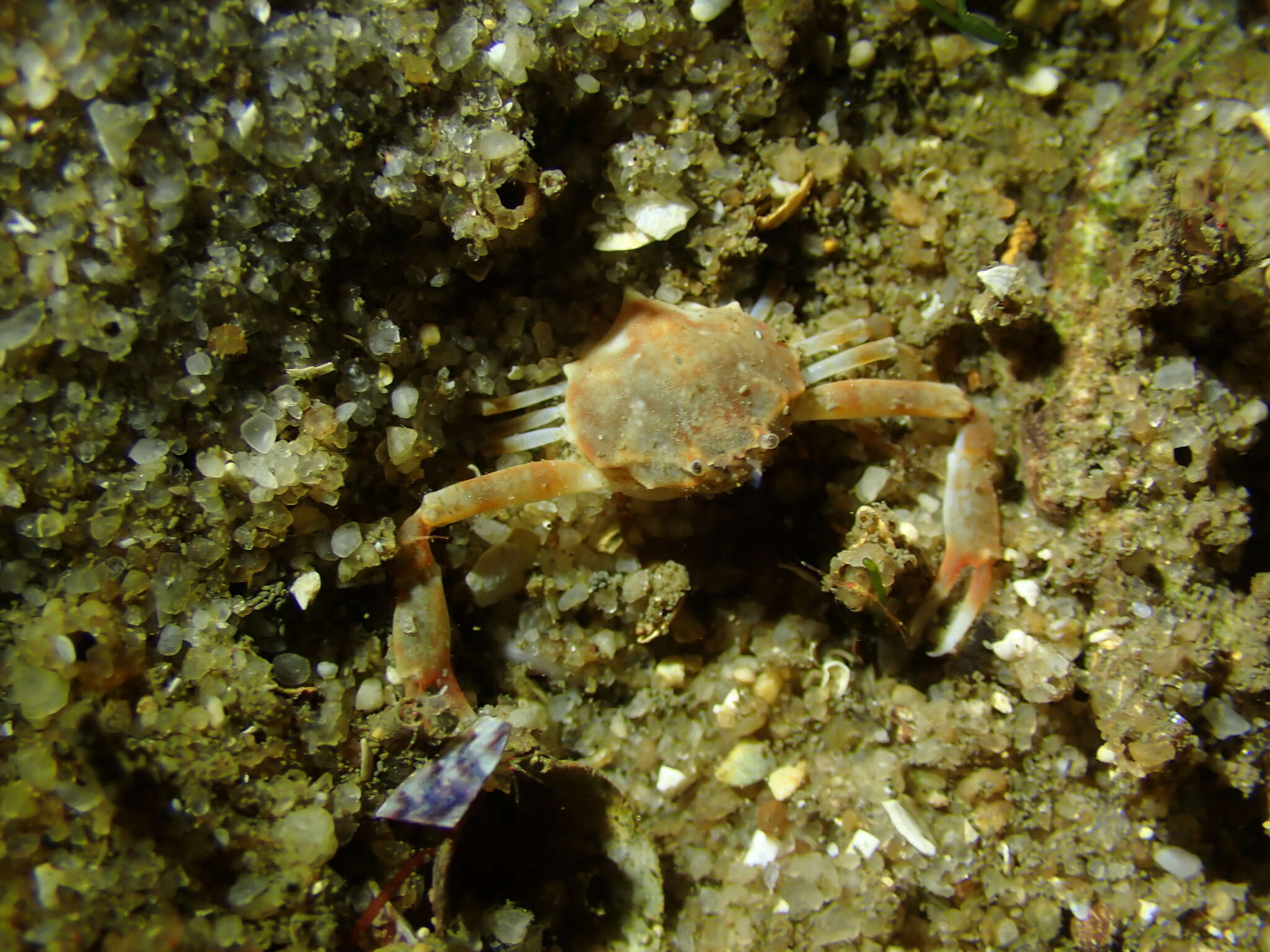 Image of smooth nut crab