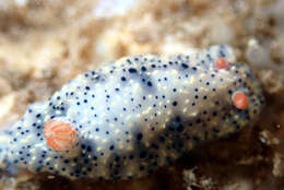 Image of Hypselodoris saintvincentius Burn 1962