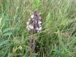 Image of Purple Rattlesnake-Root