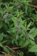 Image of Mentha canadensis L.