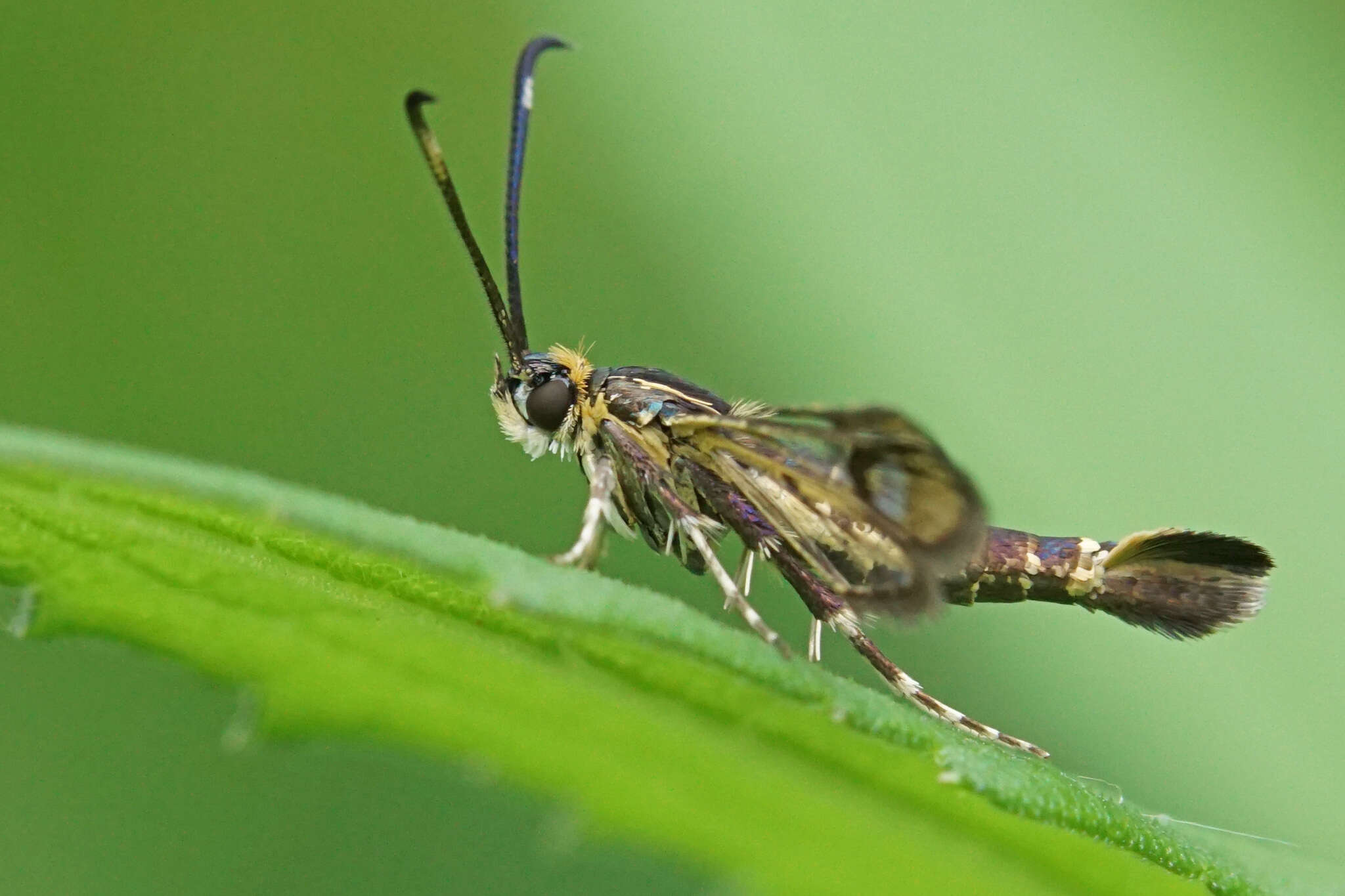 Image of Carmenta ithacae Beutenmüller 1897