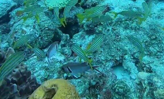 Image of Big-eyed Squirrelfish