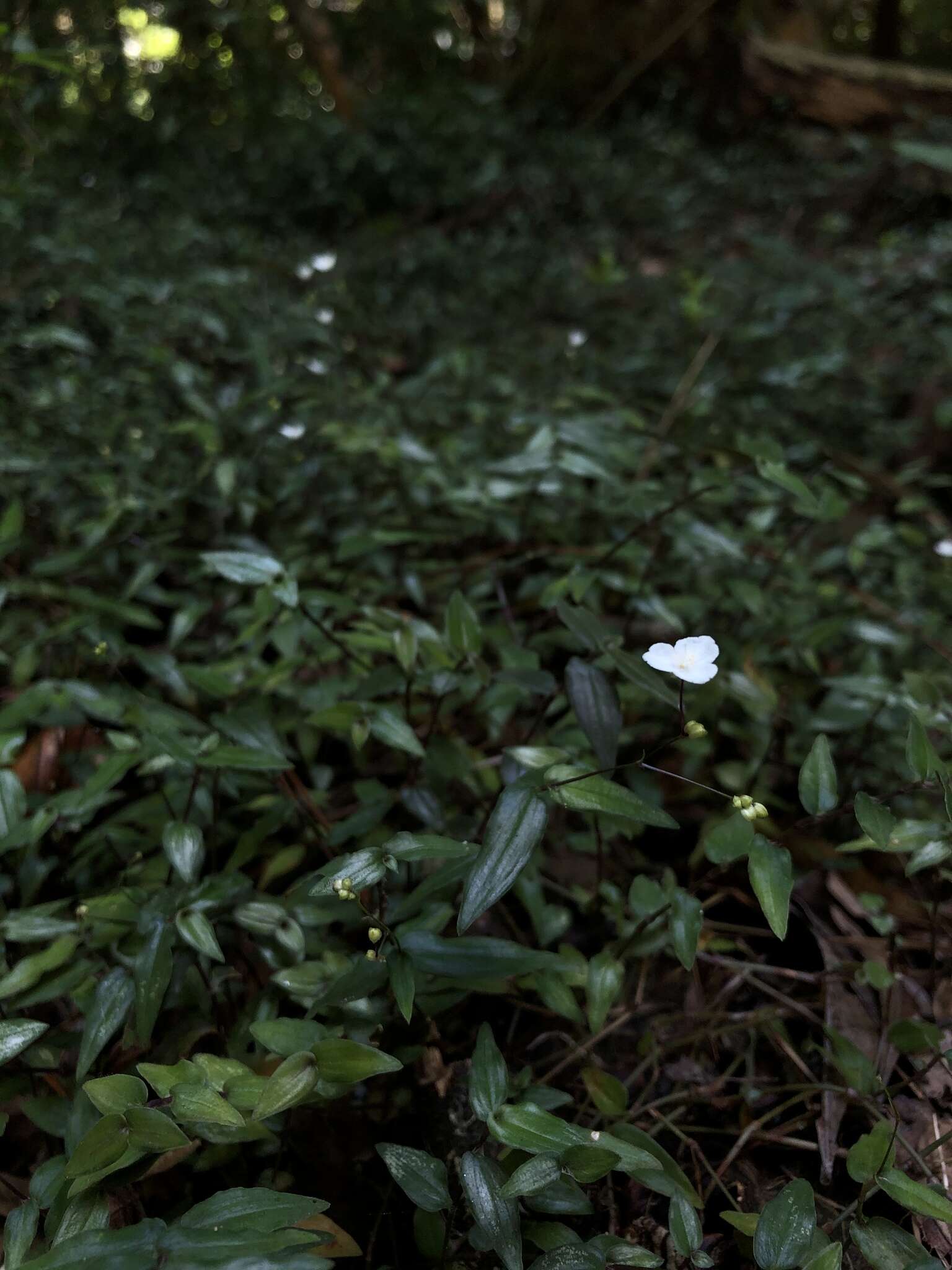 Image of Tahitian bridal veil