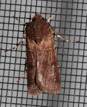 Image of Agrotis porphyricollis Guenée 1852