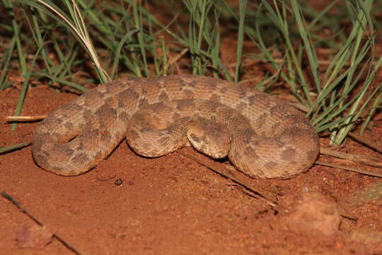 Image of Roman's Saw-scaled Viper