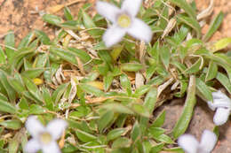 Image of Oldenlandia pulvinata (Balf. fil.) Vierh.