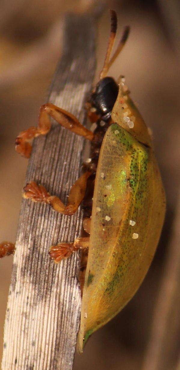 Image of Aspidimorpha (Megaspidomorpha) puncticosta Boheman 1854