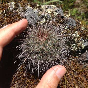 صورة Mammillaria rekoi (Britton & Rose) Vaupel